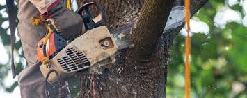 Best Tree Cabling and Bracing  in Butner, NC